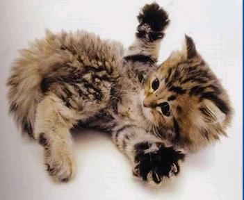 chat